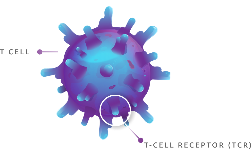 A normal T cell with labeled T-cell receptors (TCRs)